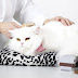 How to Groom a Cat | Pets-Hub