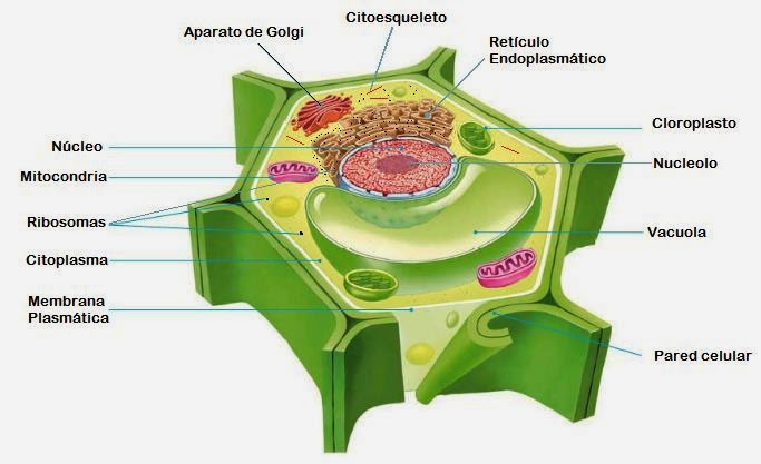 La Celula Vegetal Imagui