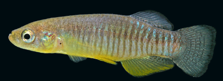 Valencia robertae, un nouveau killi découvert en Grèce