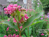 Click for Monarch Butterflies