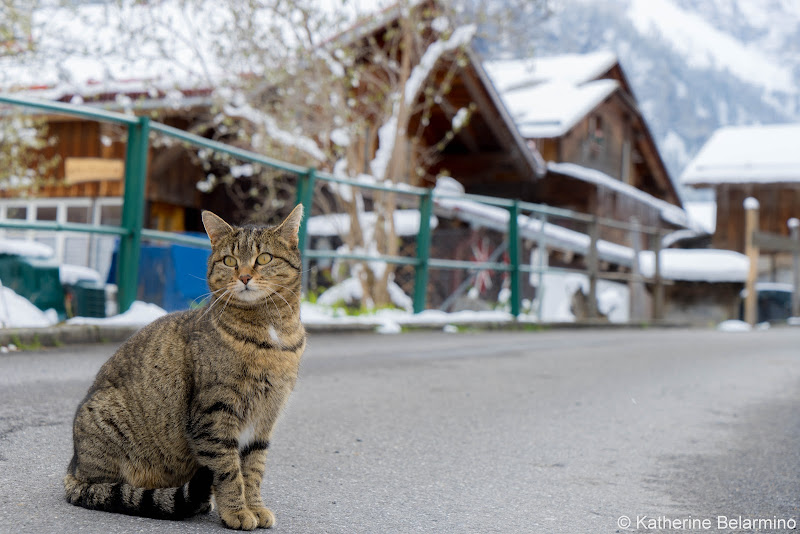 Gimmelwald Cat Four Days in Interlaken and the Swiss Alps