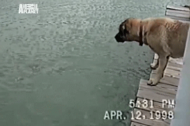 gifcaes-21.gif