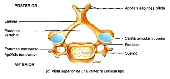 Vértebra cervical columna vertebral anatomía Vértebra cervical anatomía