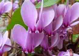 Κυκλάμινο Cyclamen