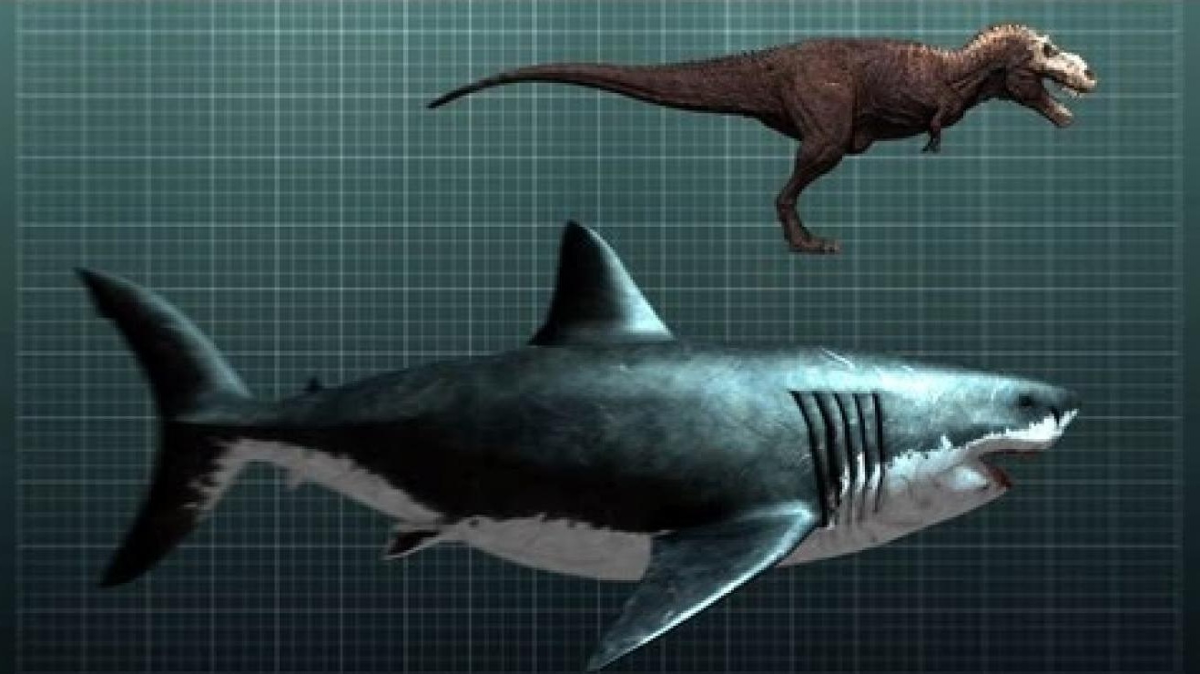 Monster Bego: 8 Makhluk Hidup Paling Besar di Dunia