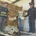 Bari. Sequestrati 292 chilogrammi di “marijuana” - Arrestato un cittadino albanese [CRONACA DELLA GDF ALL'INTERNO]