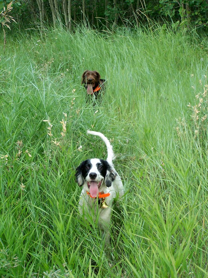 Utah Forest Grouse Season Opener 2011