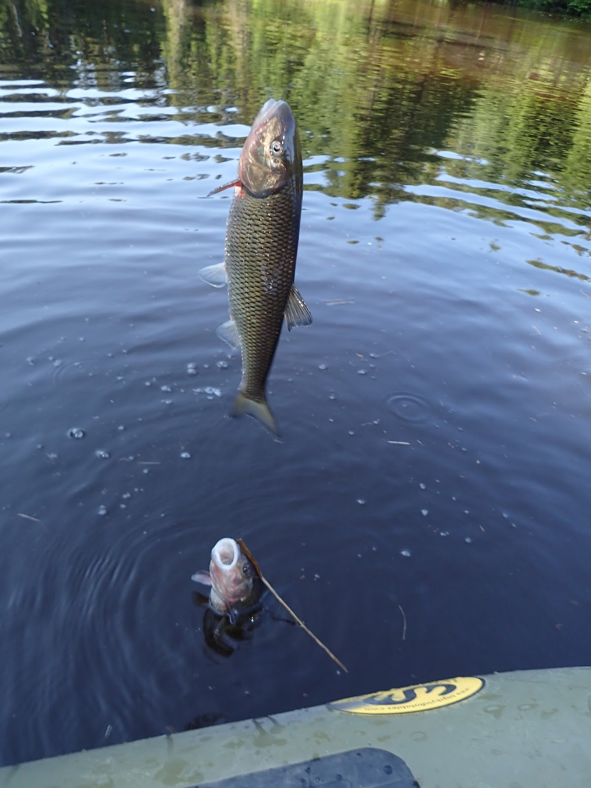 First Cast Fly Fishing Fly Fishing Maine Kennebago River