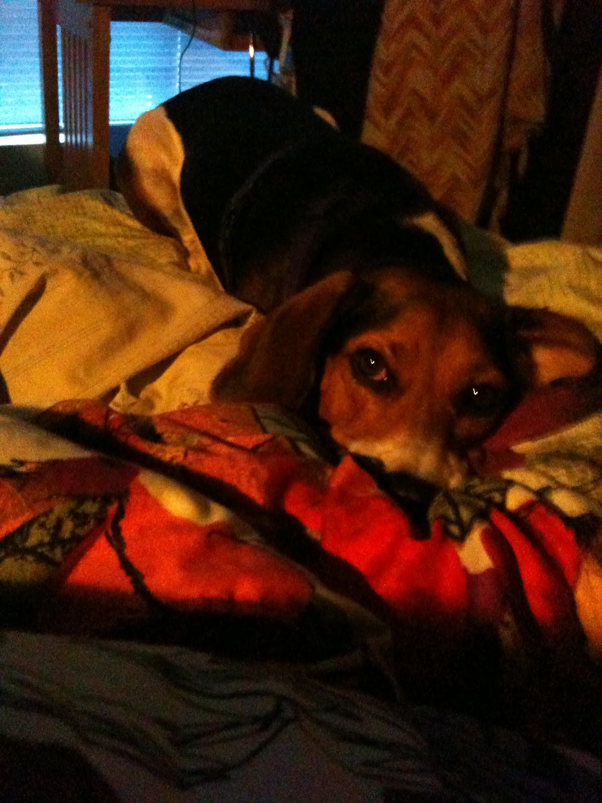 Life with beagle make your own text from dog with a text message