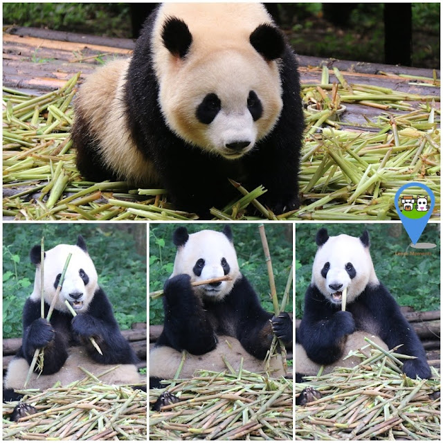 This panda is entertaining the visitors while enjoying the bamboo shots at Chengdu Panda Breeding Research Centre in Sichuan province of China This panda is entertaining the visitors while enjoying the bamboo shots at Chengdu Panda Breeding Research Centre in Sichuan province of China