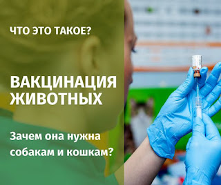 Вакцинация животных