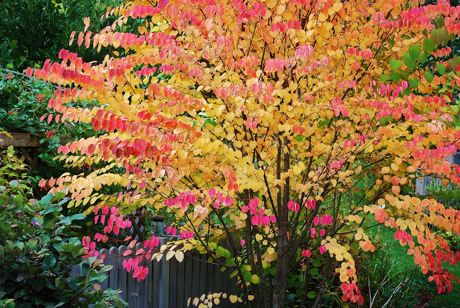 wondersown Katsura tree