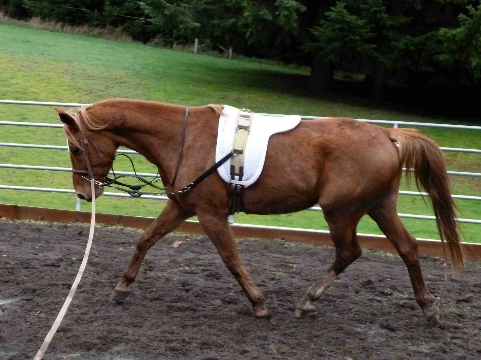 Dances With Horses Tracking up