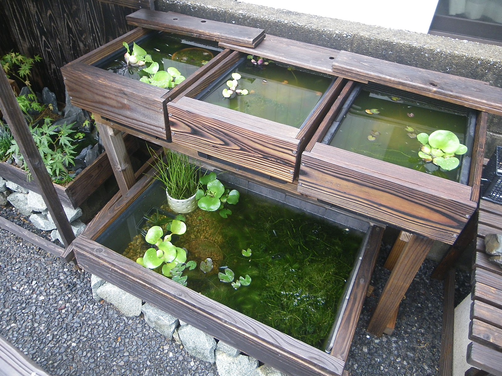 樹木の緑がキレイになり、秋のメダカのビオトープを楽しんでいます。メダカの大工