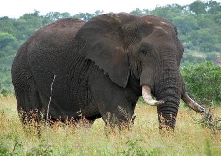 95 Koleksi Gambar Binatang Gajah Dan Jerapah Terbaik