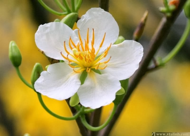 18 of Beautiful Apricot Blossom photos in Vietnam Photos full HD
