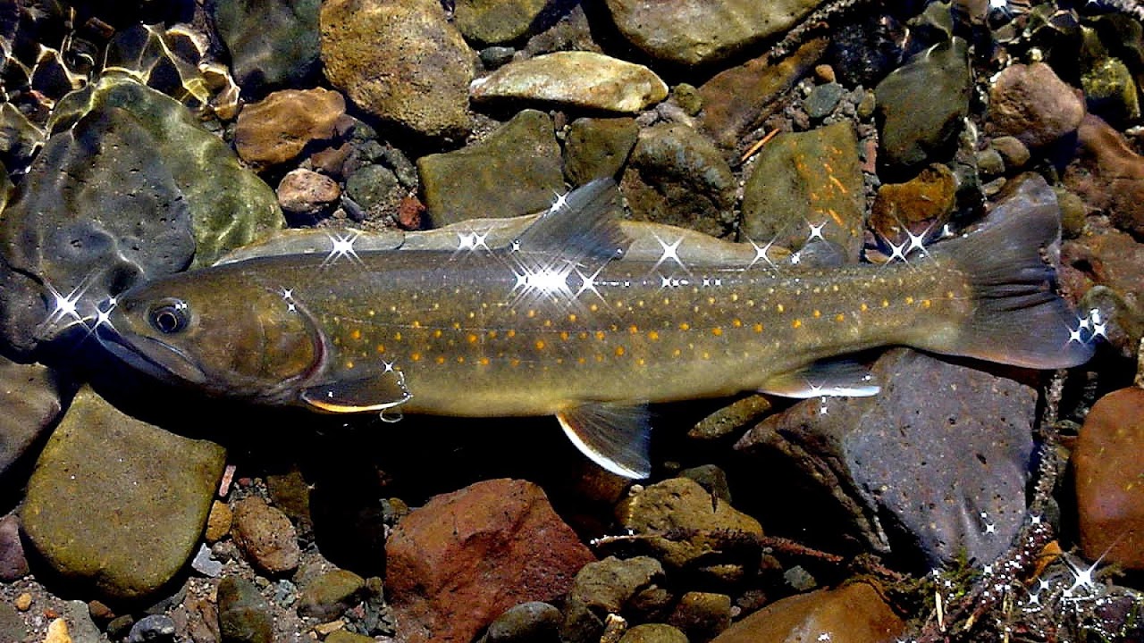 List Of River Fish Fish Choices