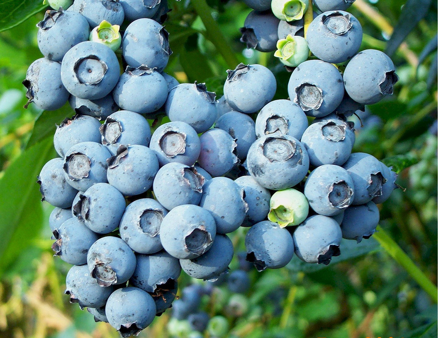 a blueberry-forte javítja a látást)