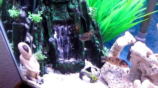 Cara Membuat Tebing Air Terjun Paludarium Dan Akuarium Infoikan Com