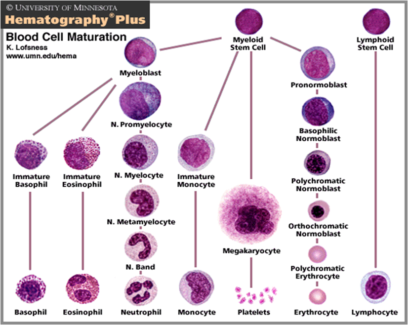 dentistry-and-medicine-chronic-myeloid-leukaemia