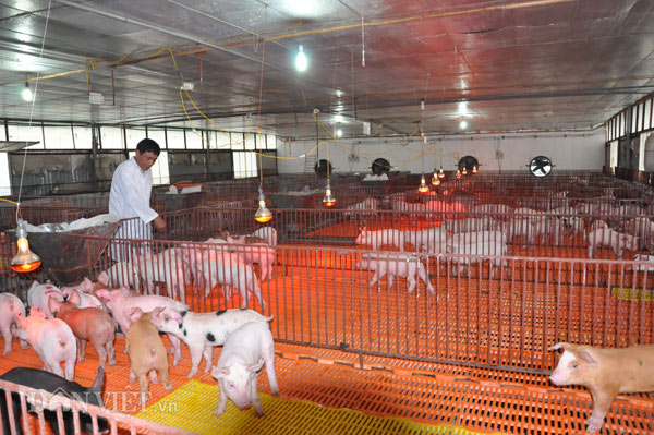 VNTB – Khủng hoảng giá thịt lợn : kẽ hở cho tiểu thương thao túng và tư duy đánh lẻ của người chăn nuôi .