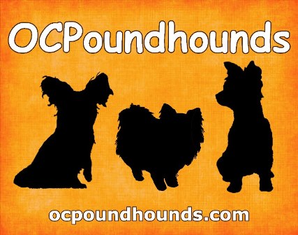 OCPOUNDHOUNDS