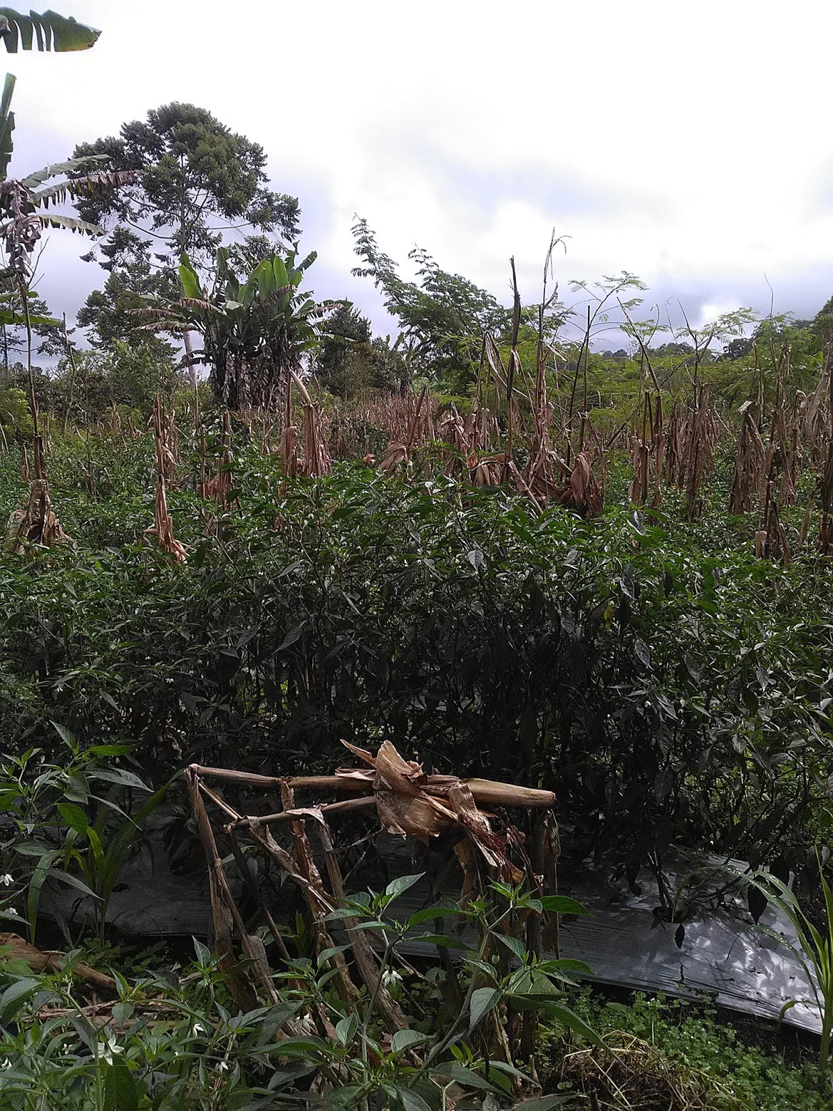 Gambar Tanaman Jagung