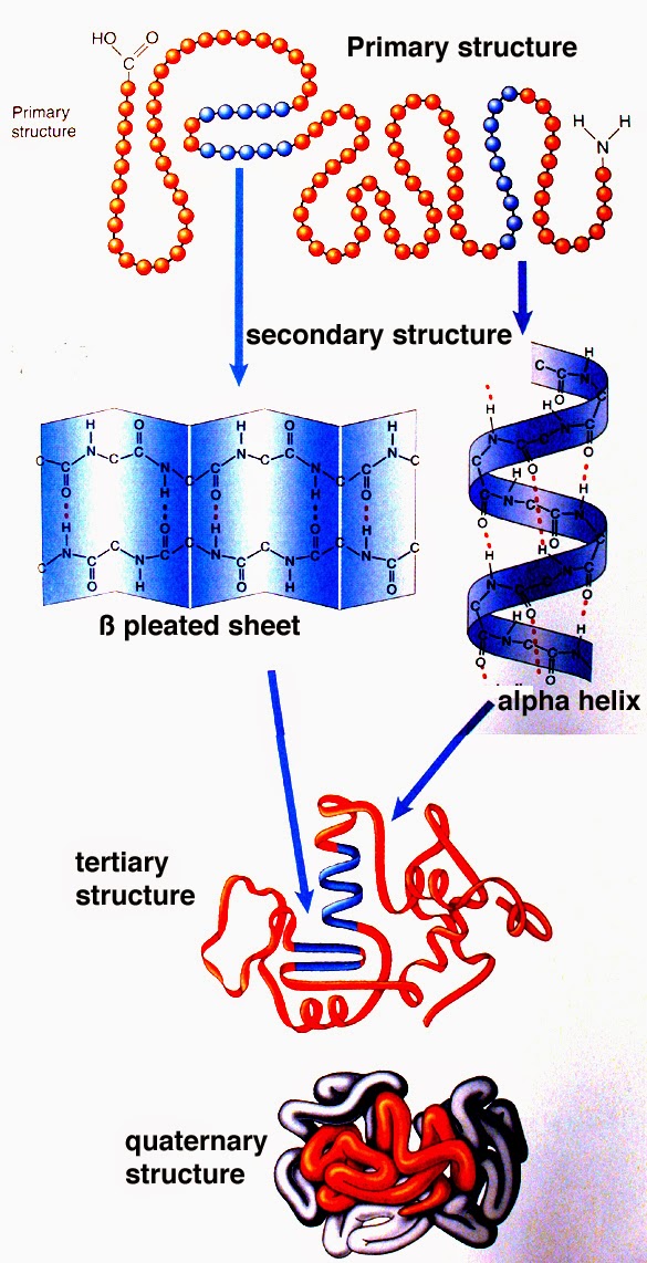 ENLACE PEPTIDICO Y ESTRUCTURA DE LAS PROTEINAS | TERCERO