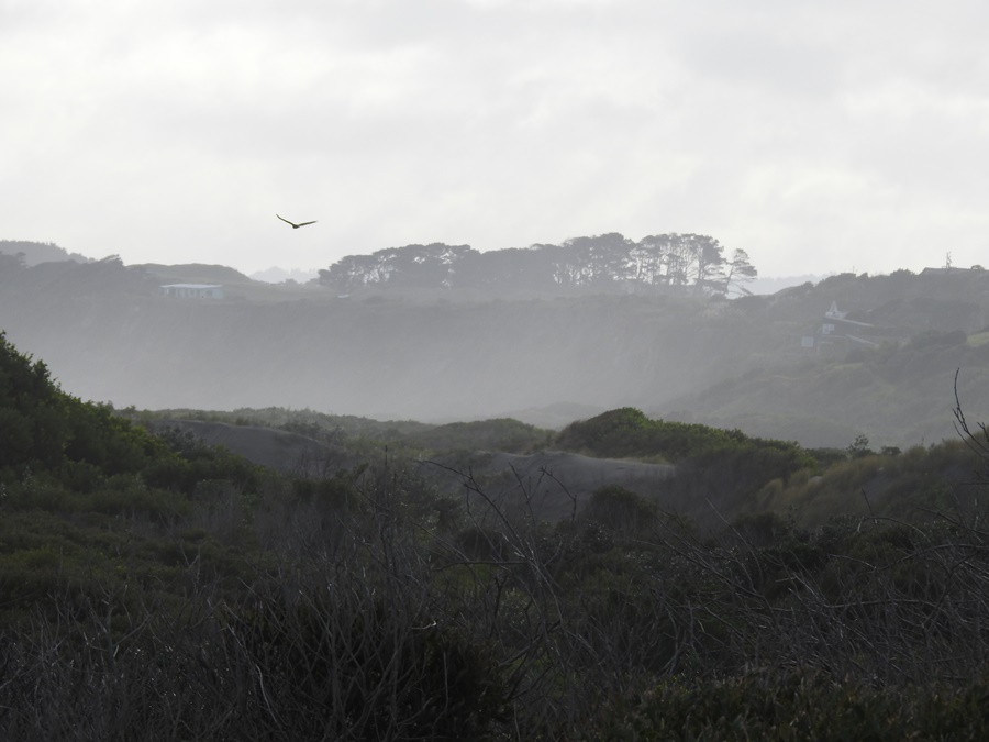 photographing New Zealand castlecliff beach, whanganui
