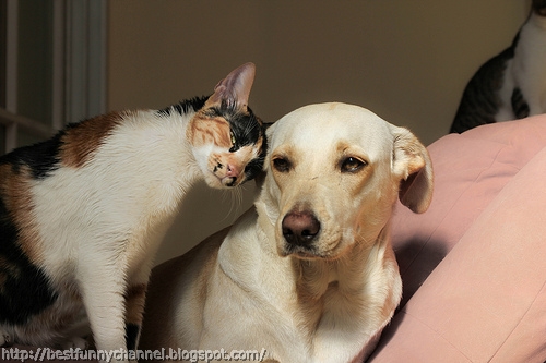 Cat and dog best friends.