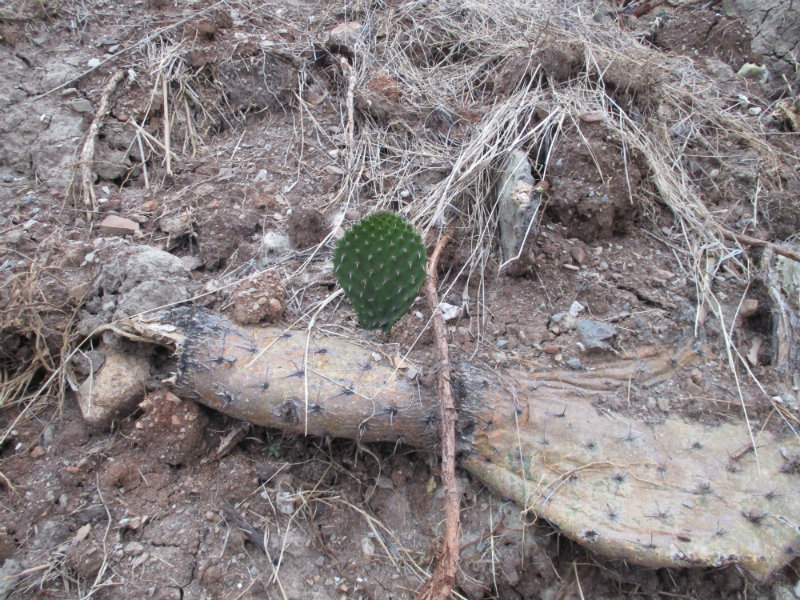 El nopal - blog 11