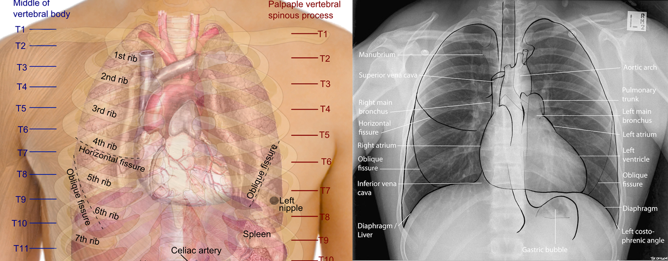 Anatomy Of Chest Thorax Wikipedia The chest anatomy includes the