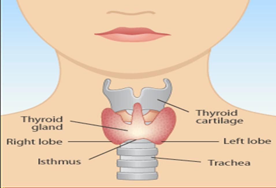थाइरॉइड ग्रन्थि (Thyroid Gland) 