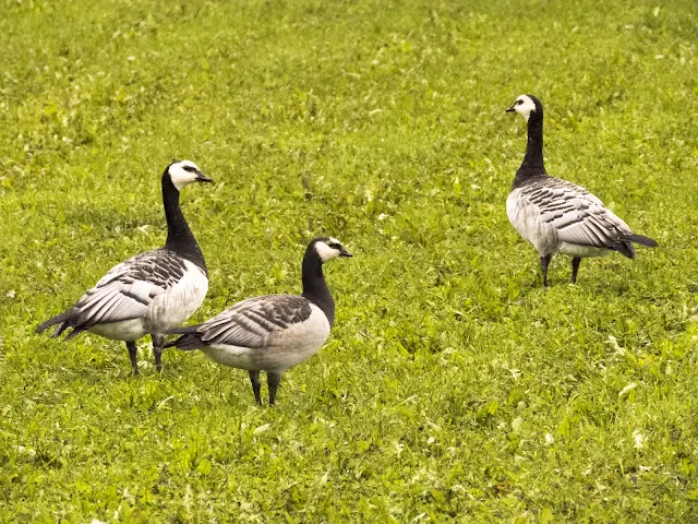 Finland road trip: Barnacle geese on a road trip pitstop in Lappeenranta Finland