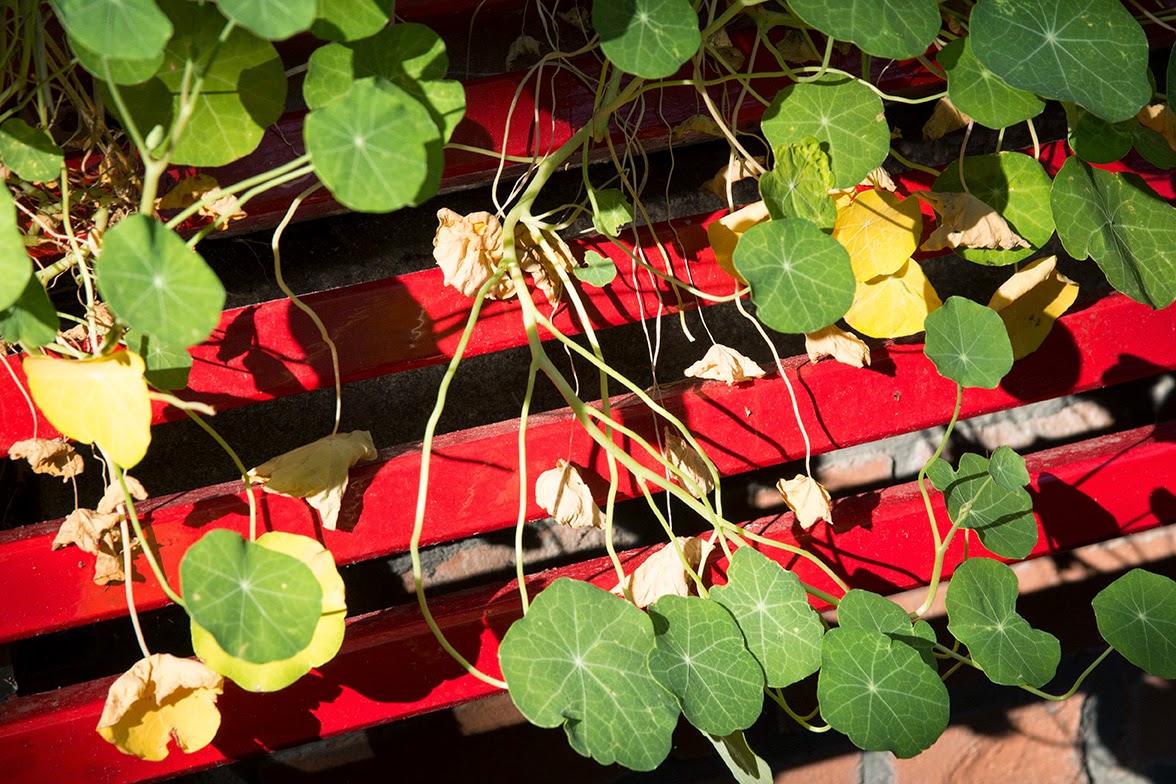 red bench with green leaves