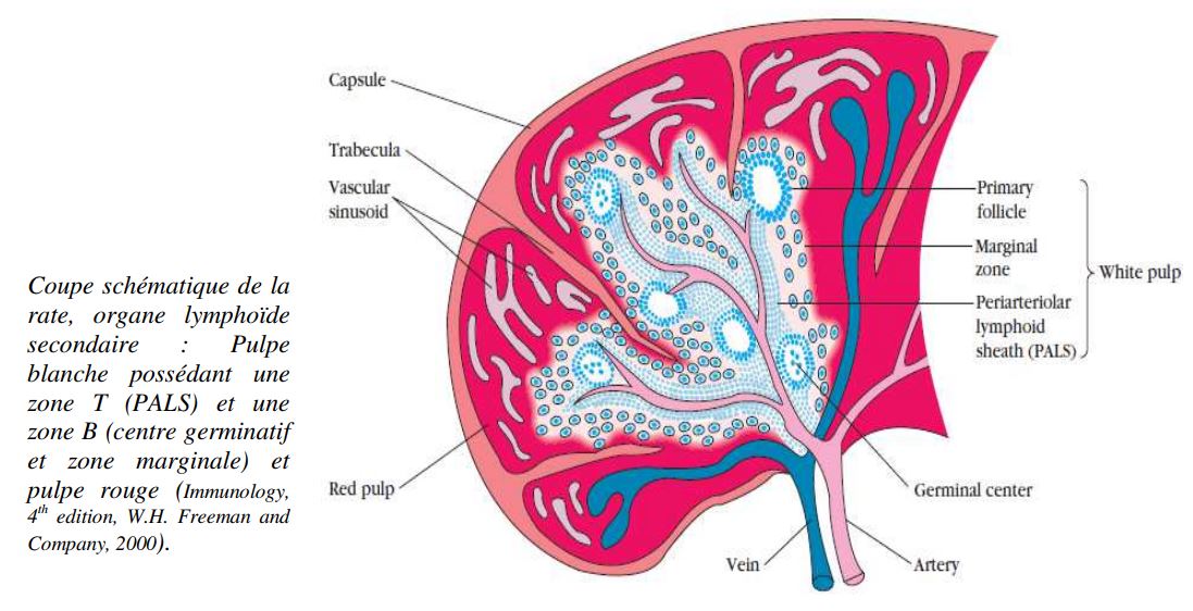 La rate Biologie Maroc
