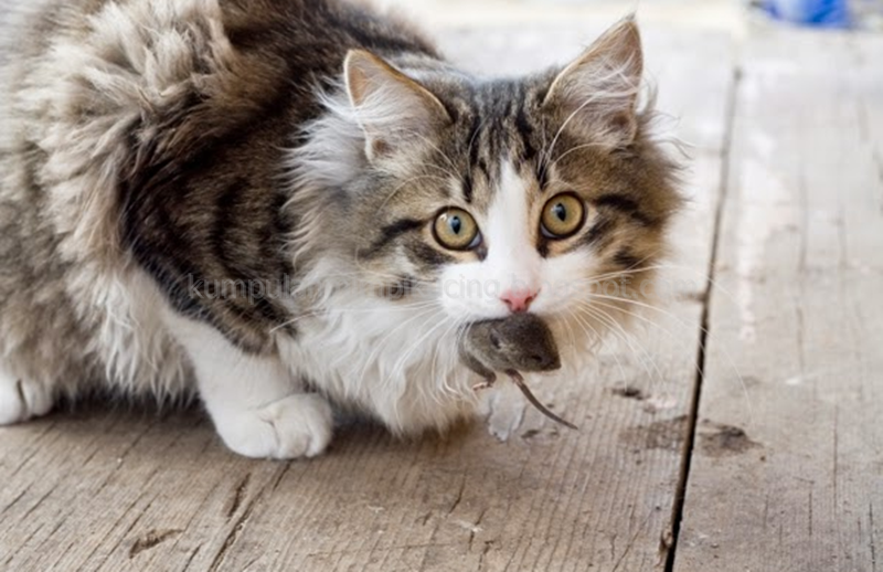 99 Arti Dan Makna Mimpi Melihat Kucing Memakan Tikus Menurut Primbon Jawa Dan Tafsir Islam Lengkap Tafsir Mimpi Kucing