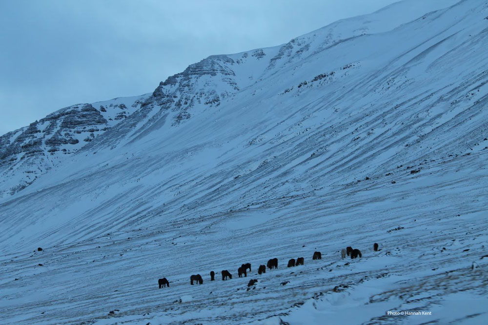 hannahkenticeland4big._V381655037_ hannahkenticeland4big._V381655037_