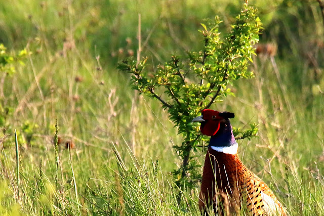 Pheasant