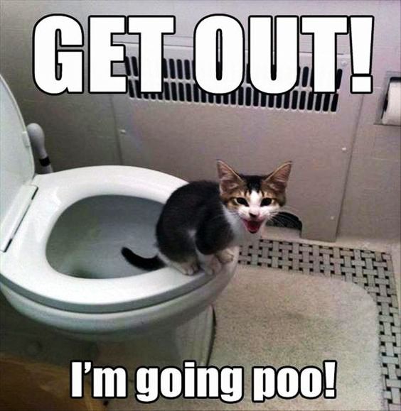 Funny animal pictures, cute cat images, cute cat pics Funny cat pictures gallery, okay google funny cat pictures, search funny cat pictures, funny cat pictures to share on facebook, funniest cat images ever