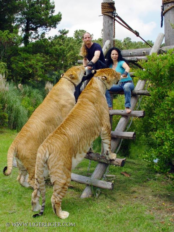 Hércules, o maior felino do mundo