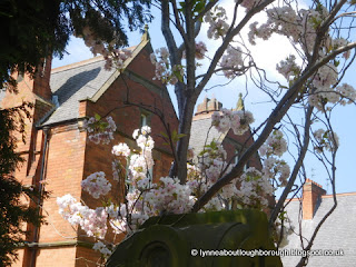 Cherry blossom Cherry blossom
