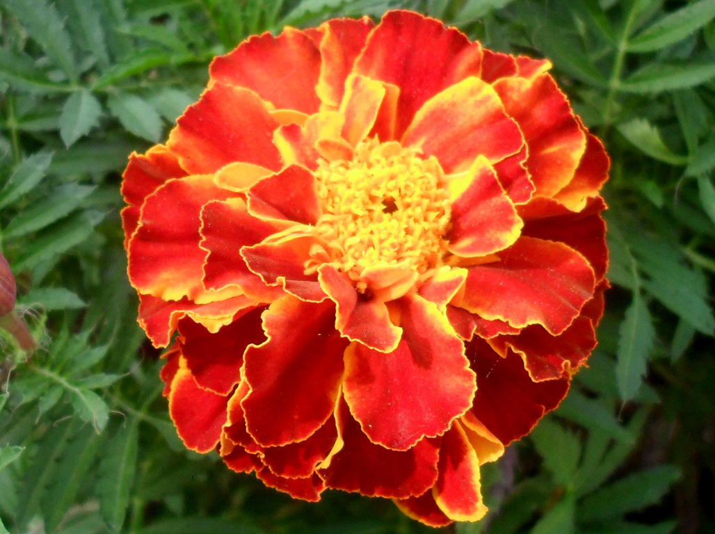 PHOTO Same flower different colours....velvet flower...