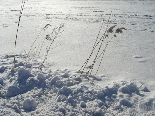 Vinterpromenad%2Bp%25C3%25A5%2Blunchen%2B%25287%2529 - Bra medicin mot min förkylning