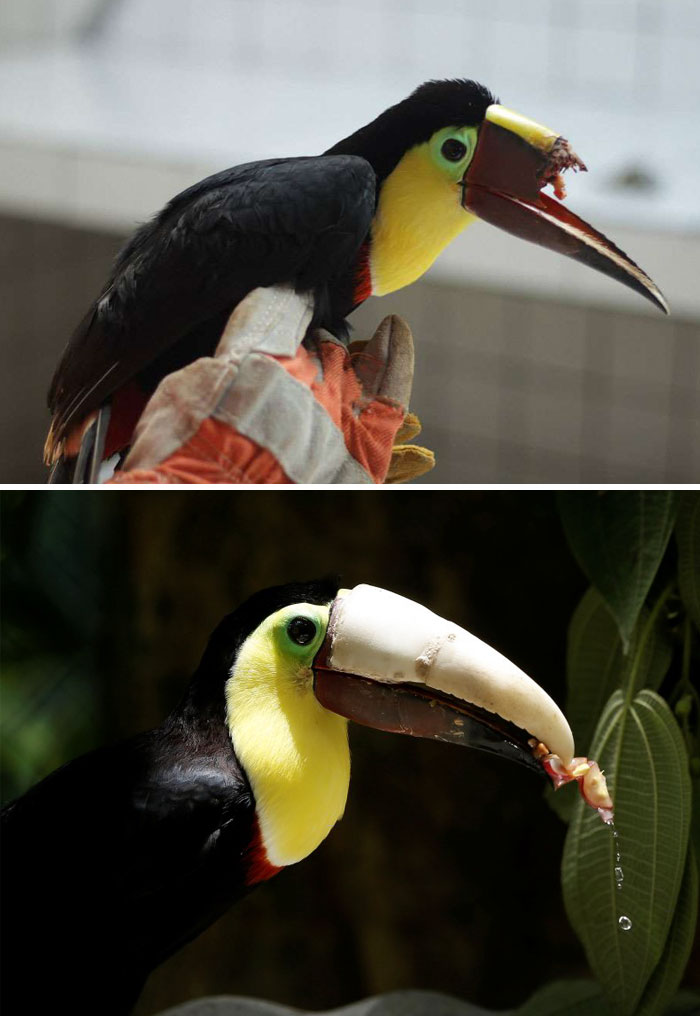 40 Times 2016 Restored Our Faith In Humanity - Toucan Gets A 3D Printed Beak After It’s Beaten By A Group Of Teens