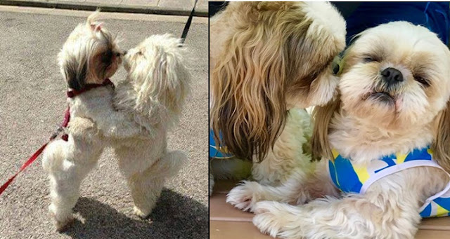 Como um SHIH TZU descobre que outro cão vai ser seu amigo