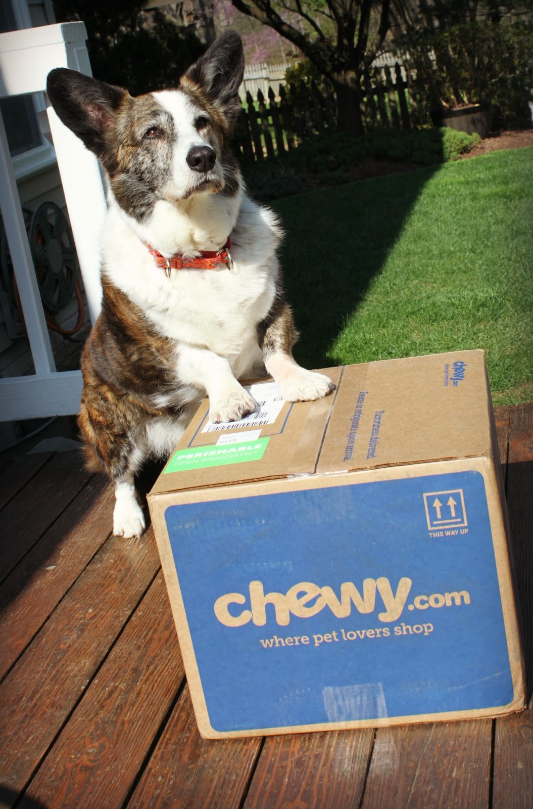 A Tail of Two Cardis Tylee's Human Grade Dog Food Mid