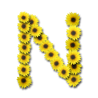 Image result for capital N sunflower"