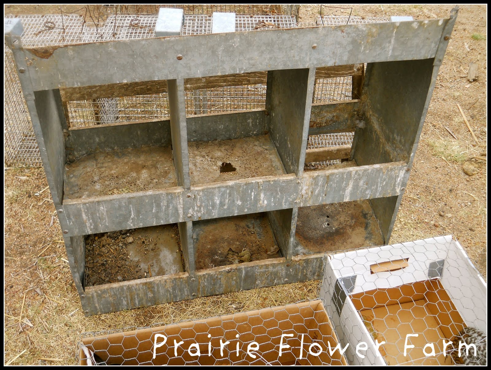 Prairie Flower Farm Yoder Chicken Auction....so much fun!