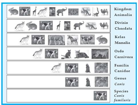 Just my Inscription: Classification of Animal Kingdom